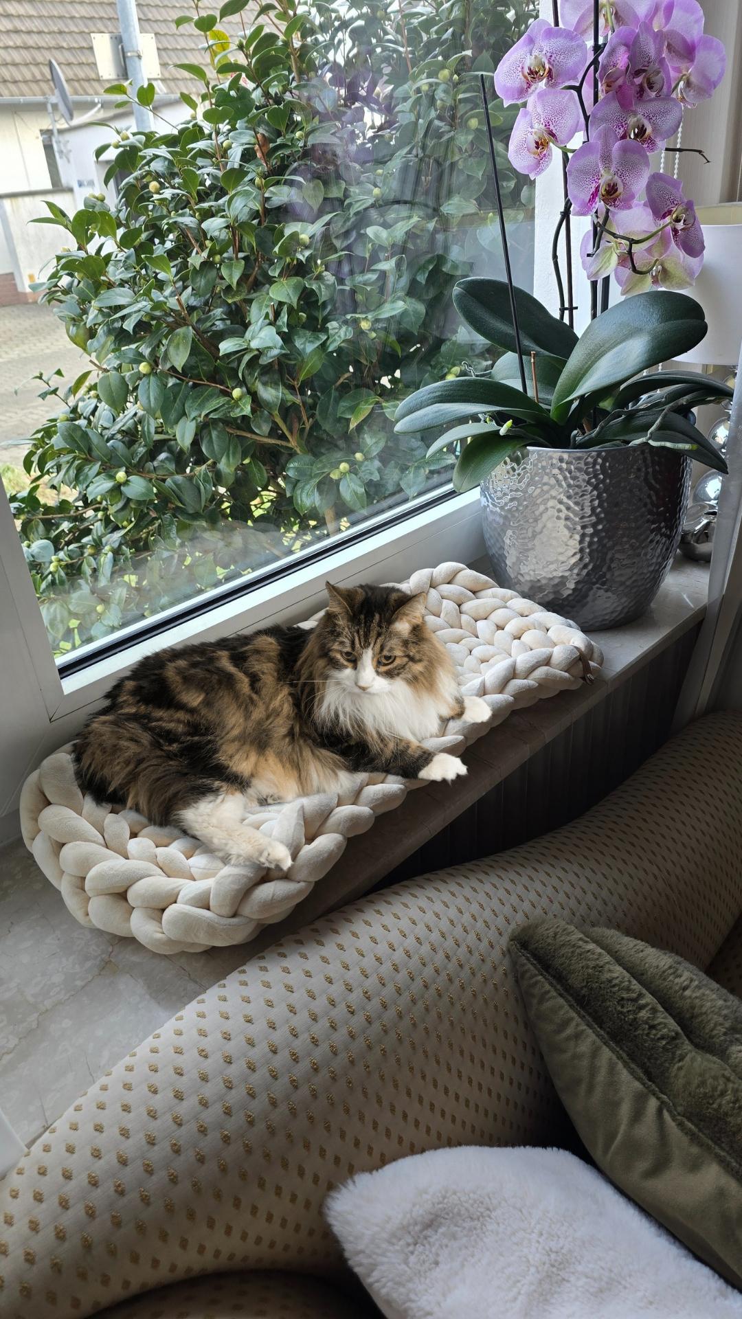 Warum sollte deine Katze auf Komfort verzichten?
Hier kommt die Lösung: Der Fensterbank-Lounger für Katzen!